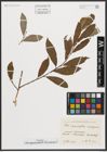 Foto von Salix appendiculata Vill. x Salix purpurea L.